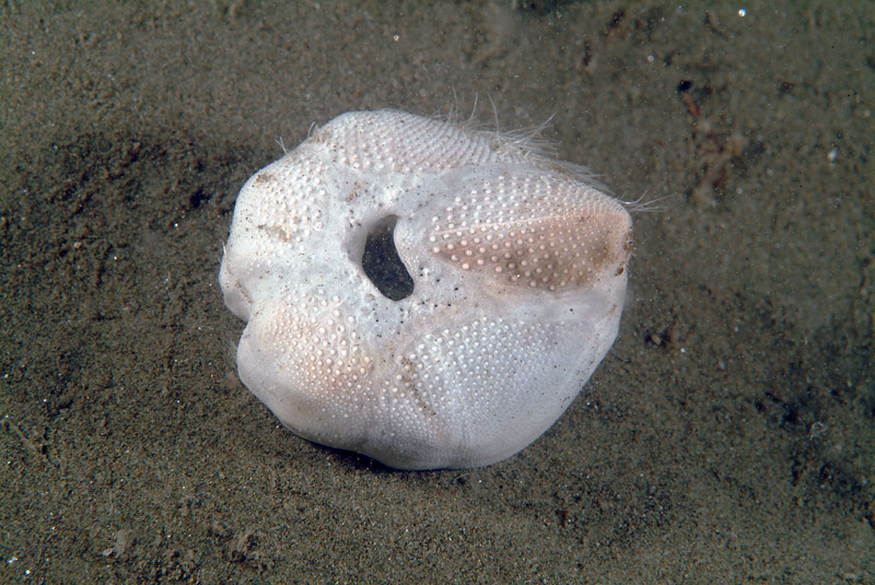 Echinocardium sp.
